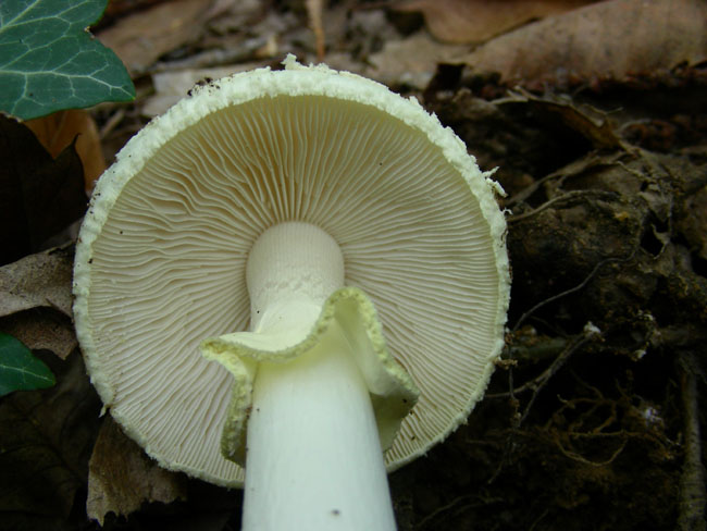 Amanita citrina.