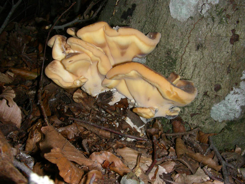 Fotografato il 6.10.09