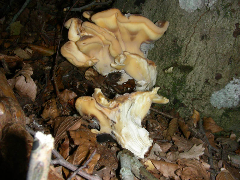 Fotografato il 6.10.09