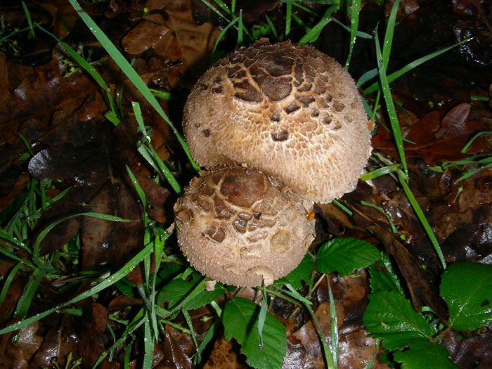 Macrolepiota