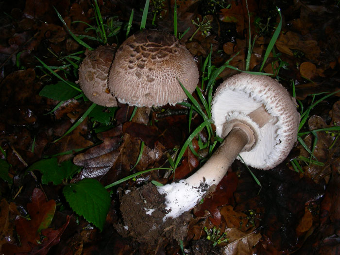 Macrolepiota