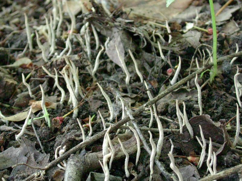 Pu essere la Xilaria carpophila?