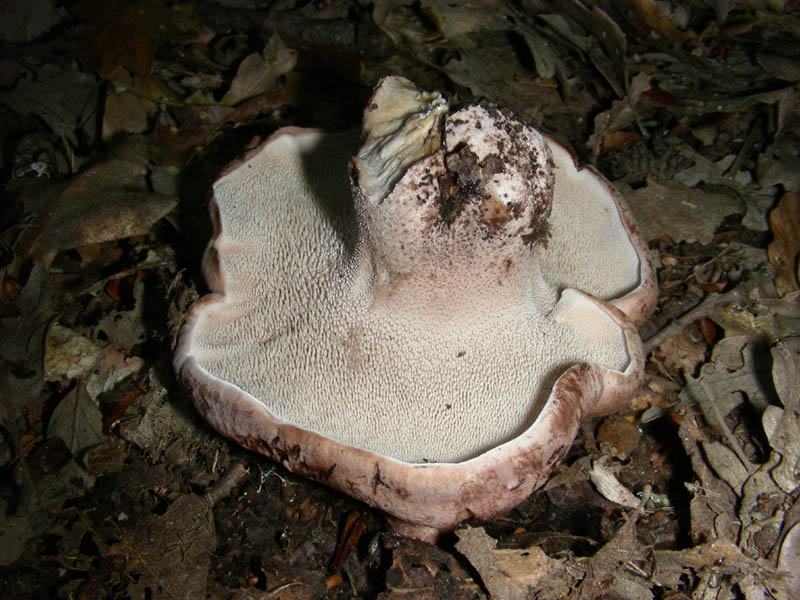 Ritrovamento del 16.10.09.