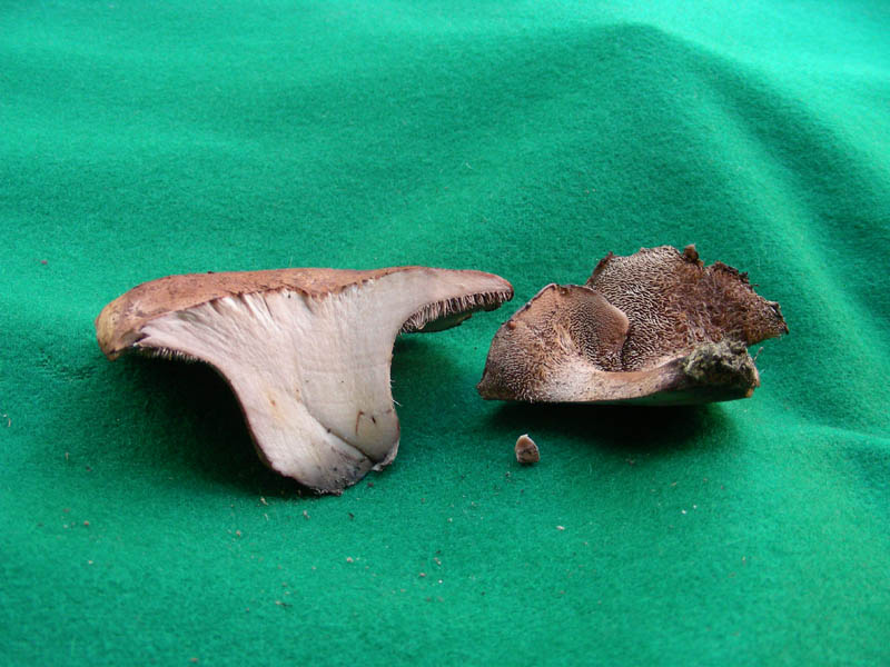 Ritrovamento del 16.10.09.