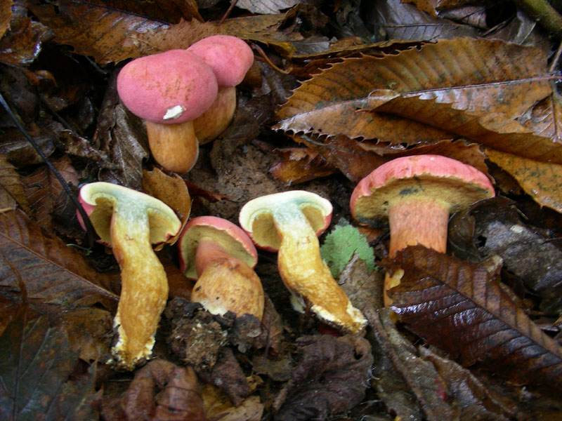 Xerocomus armeniacus