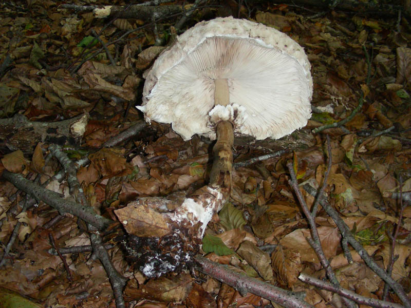 Macrolepiota fotog.il 27.10.09.