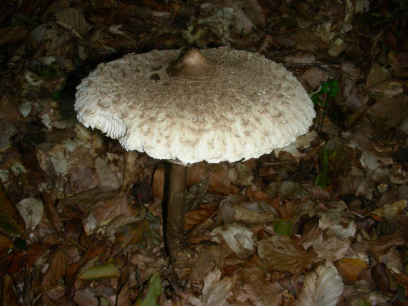 Macrolepiota fotog.il 27.10.09.
