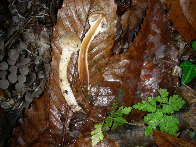 Due funghi da determinare