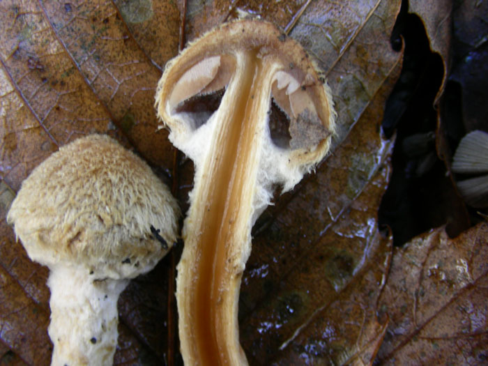 Due funghi da determinare