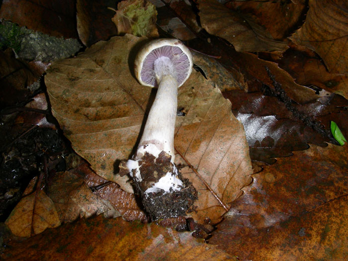 Due funghi da determinare