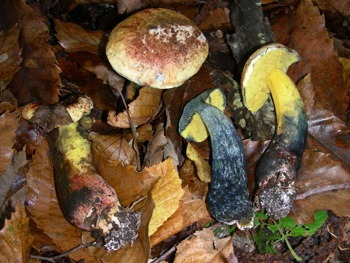 Due boletus da determinare.