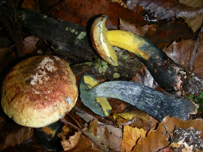 Due boletus da determinare.