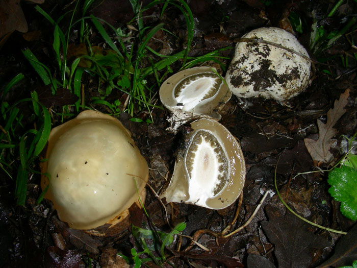 Phallus impudicus (primordio)