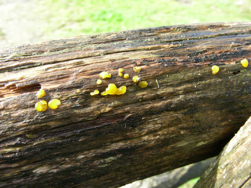 Ritrovamento.il 3.11.09.