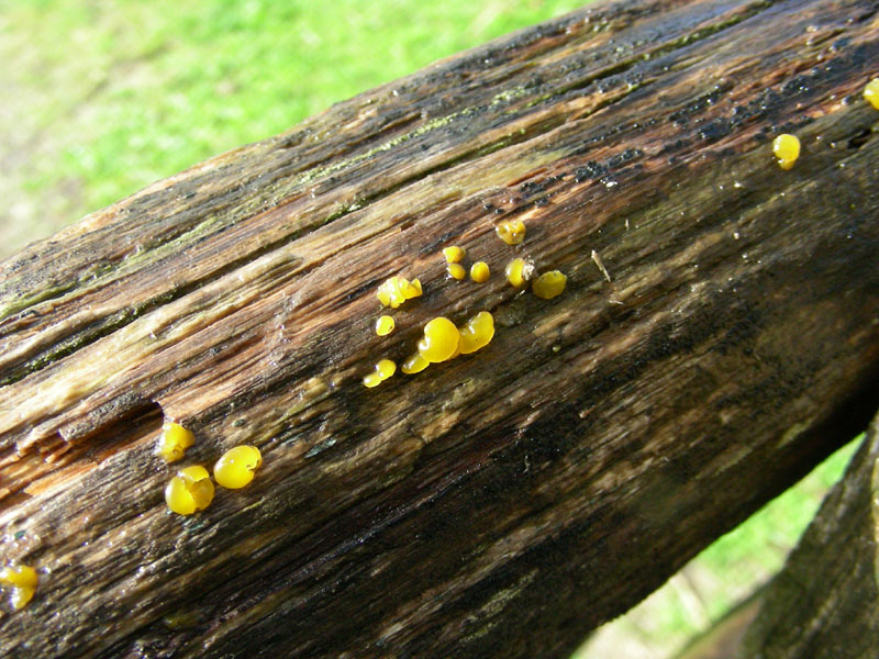 Ritrovamento.il 3.11.09.