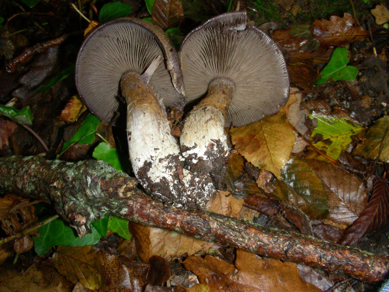 Cortinarius infractus?? fotog.il 6.11.09.