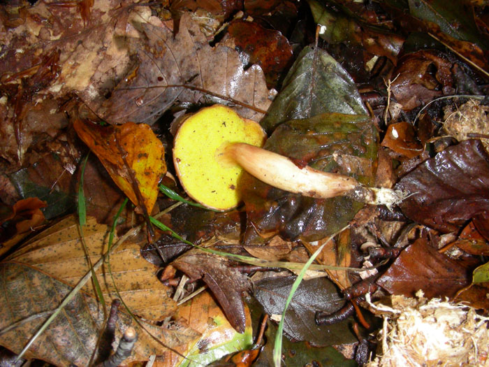 Pulveroboletus gentilis?fotog.il 6.11.09.