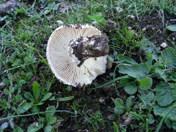 Amanita singeri  fotog.il 7.11.09.
