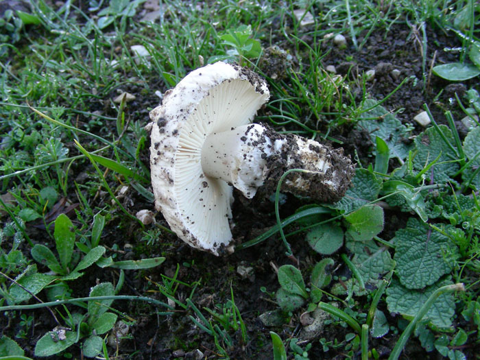Amanita singeri  fotog.il 7.11.09.