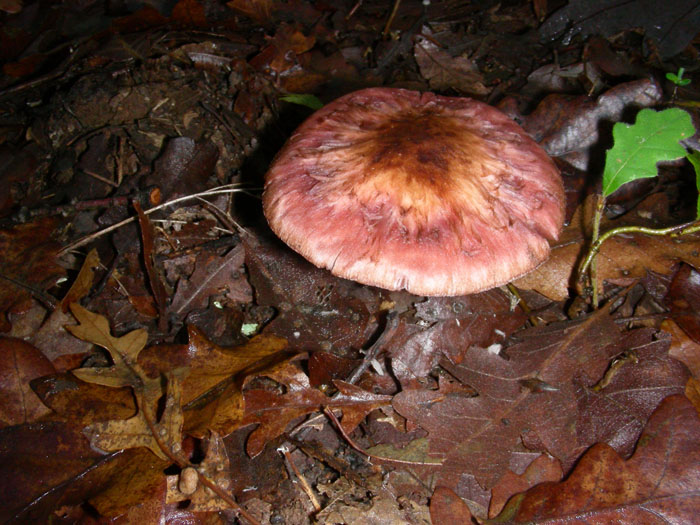 Agaricus cupreobruneus fotog. il 10.11.09.