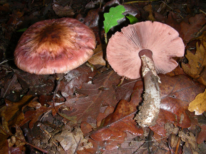 Agaricus cupreobruneus fotog. il 10.11.09.