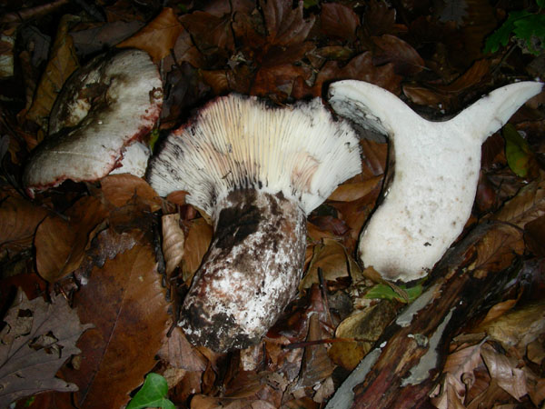 Russula annerente da confermare.