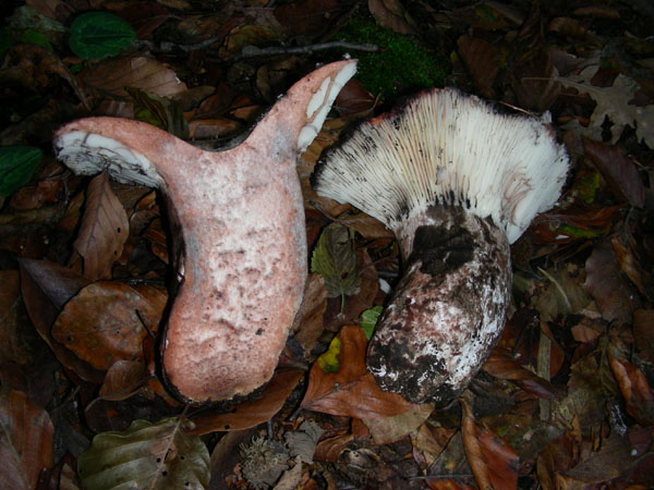 Russula annerente da confermare.