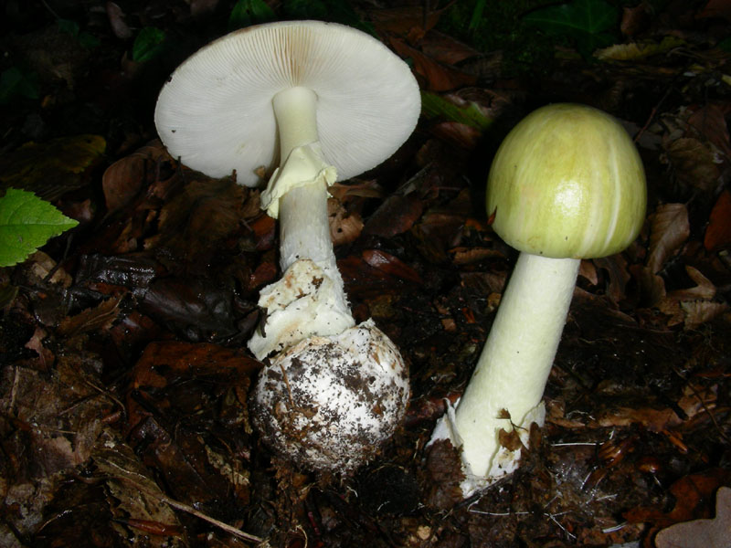 Amanita phalloides.