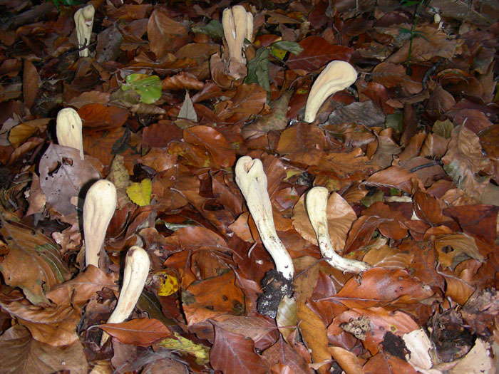 Alcuni ritrovamenti del 13.11.09.