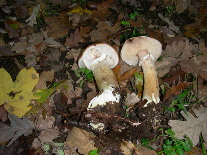 Armillaria fotog. il 13.11.09