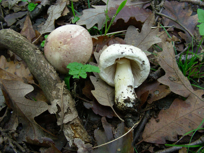 Agaricus fotog.il14.11.09.