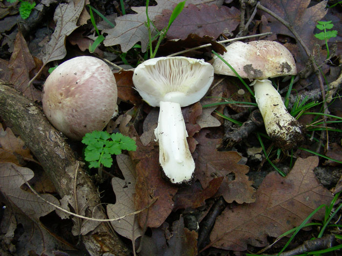 Agaricus fotog.il14.11.09.