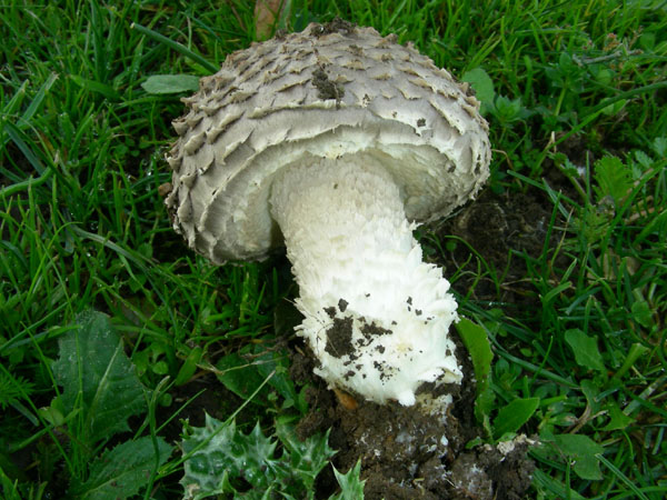 Da determinare (Floccularia o Amanita?)