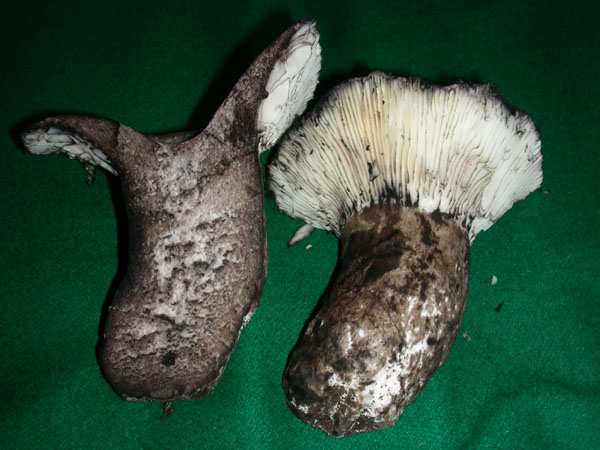 Russula annerente da confermare.