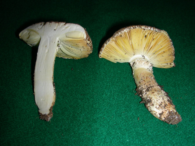Da determinare (Floccularia o Amanita?)