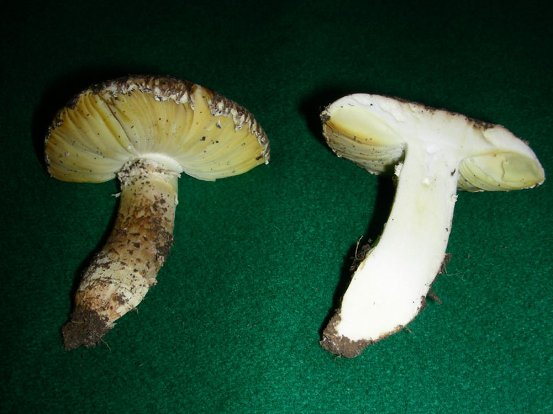 Da determinare (Floccularia o Amanita?)
