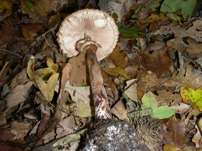 Macrolepiota da determinare