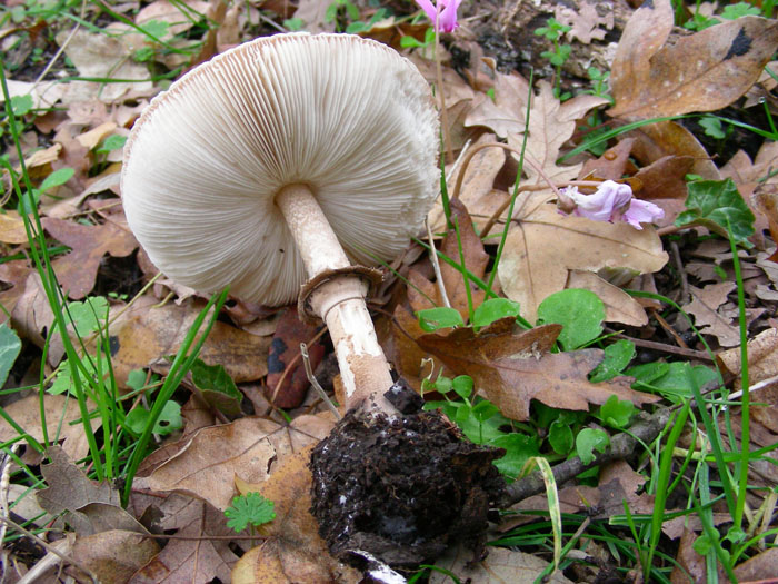 Macrolepiota fotog.il 14.11.09