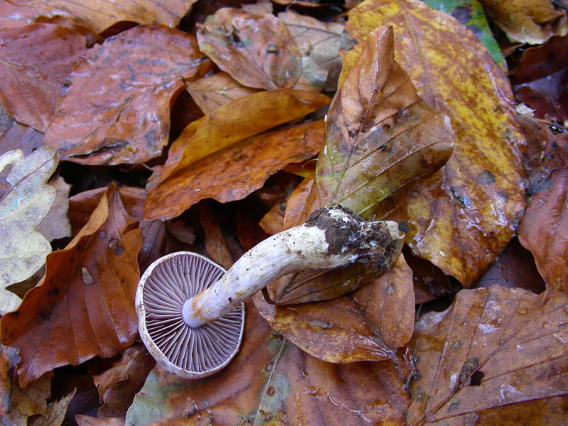 Cortinarius fotog. il 17.11.09.