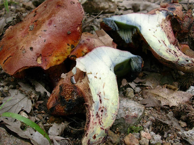 Boletus.