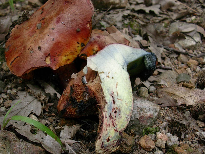Boletus.