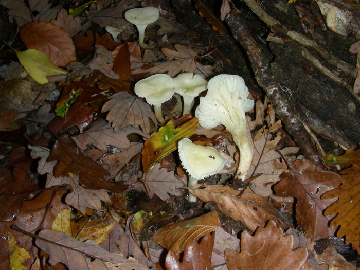 Camarophyllus niveus fotog.il 17.11.09.