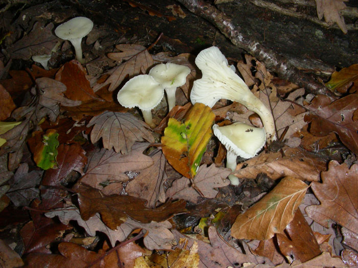 Camarophyllus niveus fotog.il 17.11.09.