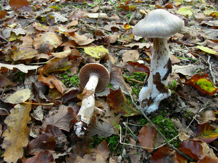 Cortinarius fotog.il 17.11.09.