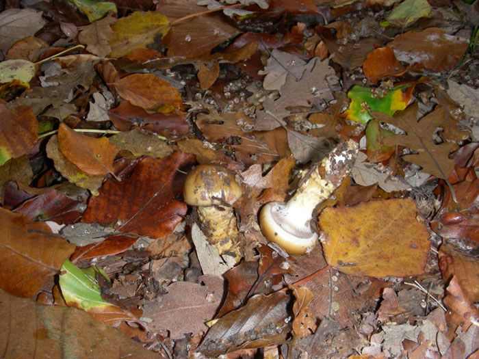 Cortinarius trivalis ??fotog.il 17.11.09.