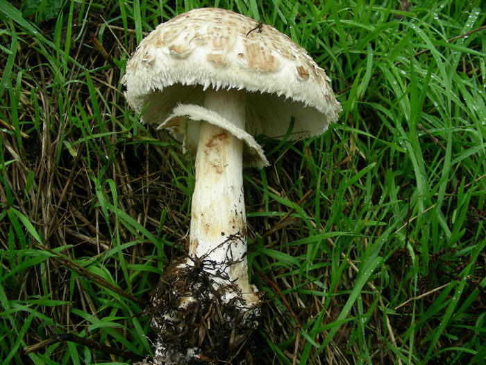 Chlorophyllum brunneum 15.11.08