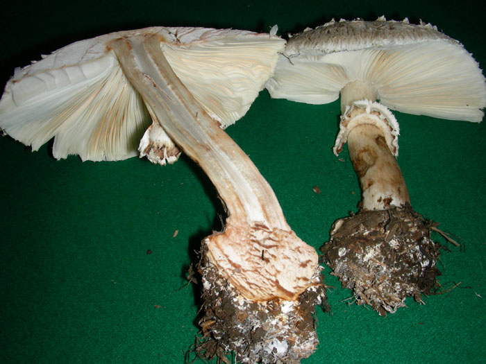 Chlorophyllum brunneum 15.11.08