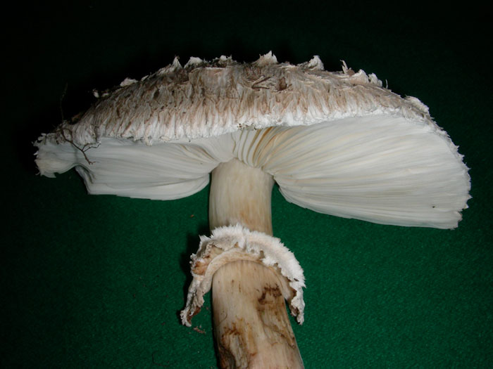 Chlorophyllum brunneum 15.11.08