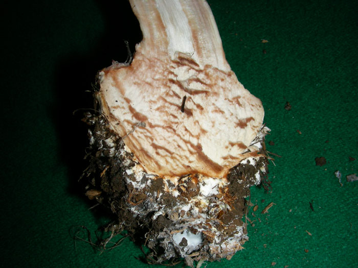 Chlorophyllum brunneum 15.11.08