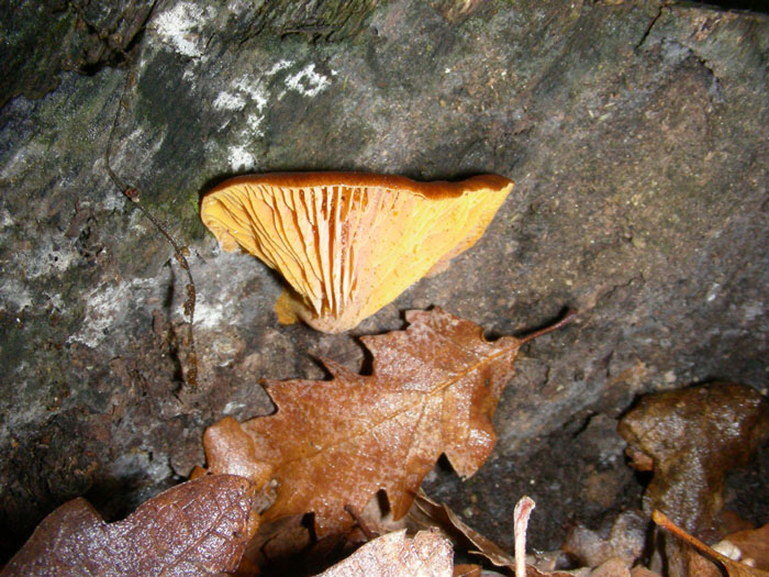 Altro legnicolo fotog.il 27.11.09.